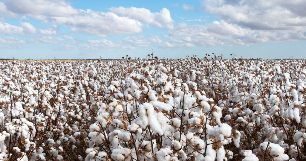 Unravelling Cotton's Sustainability Status - Abbie James